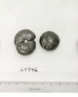 Click for 3 image(s) for this accession. FRUIT